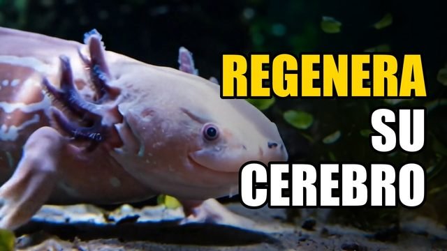 El ajolote: regenera su cerebro, conquistó Japón… y casi desaparece