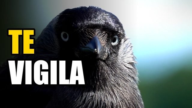 Este pájaro recuerda tu cara… y avisa a los demás