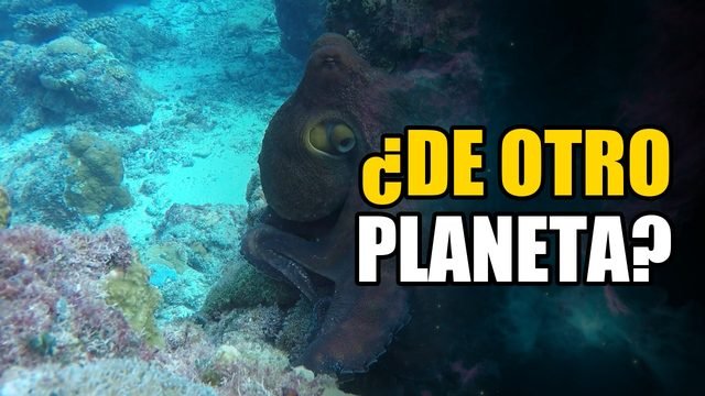 ¿El pulpo viene del espacio? Lo que la ciencia descubrió
